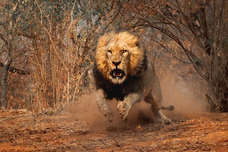 lion, africa, африка, лев Lion Encounter IIphoto preview