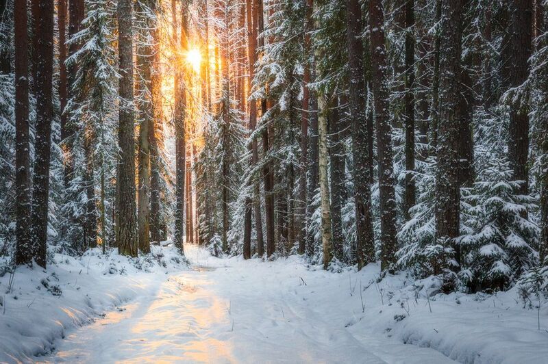 природа, пейзаж, декабрь, республика коми, сыктывкар, мороз, снег, лес Первый морозный день в декабреphoto preview