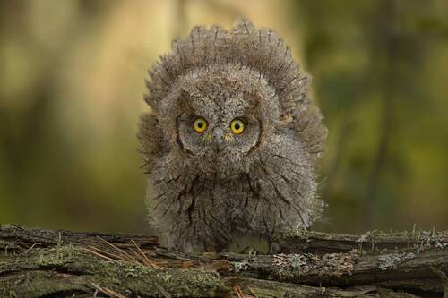 Очень грозная сова!