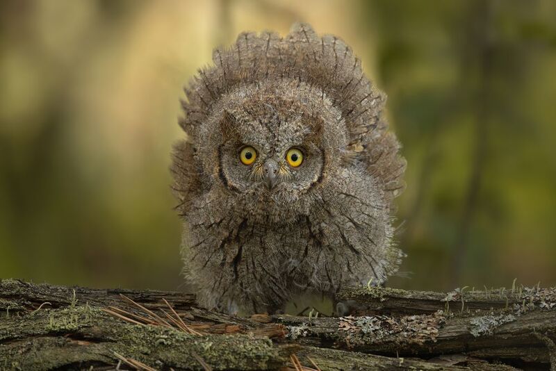 #сова, сплюшка, птицы, фотографиядикойприроды, природа, природа россии, birds, nature, nature photo Очень грозная сова!photo preview