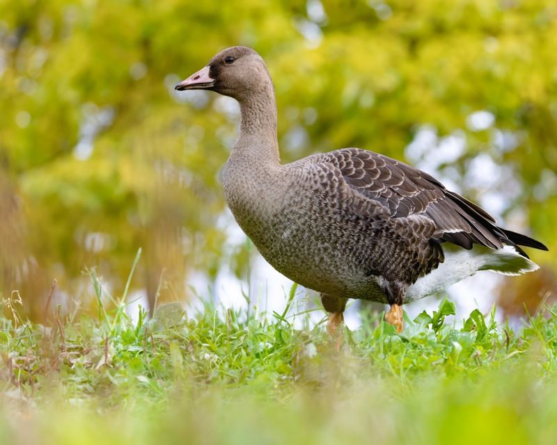 гусь, белолобый гусь, птицы Белолобый гусьphoto preview