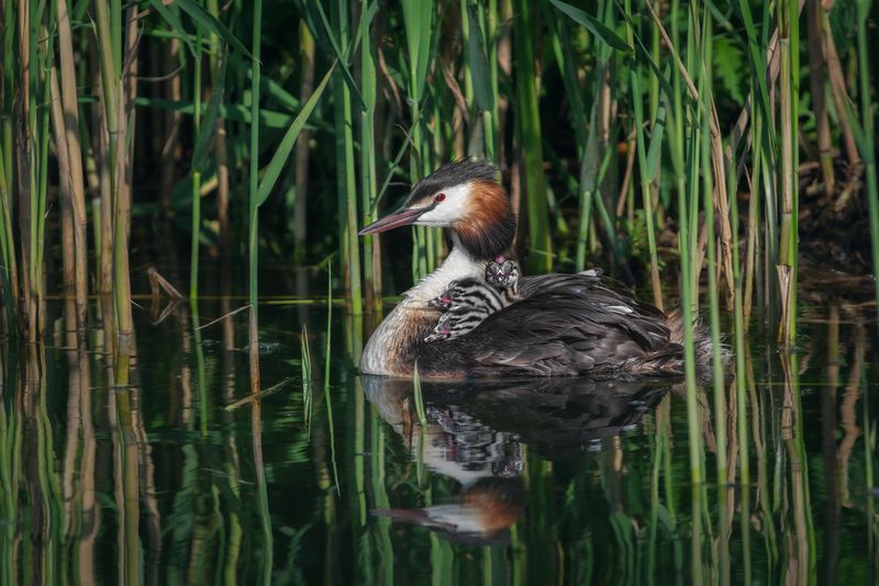 большая поганка, чомга, podiceps cristatus, great crested grebe Мамина гордостьphoto preview