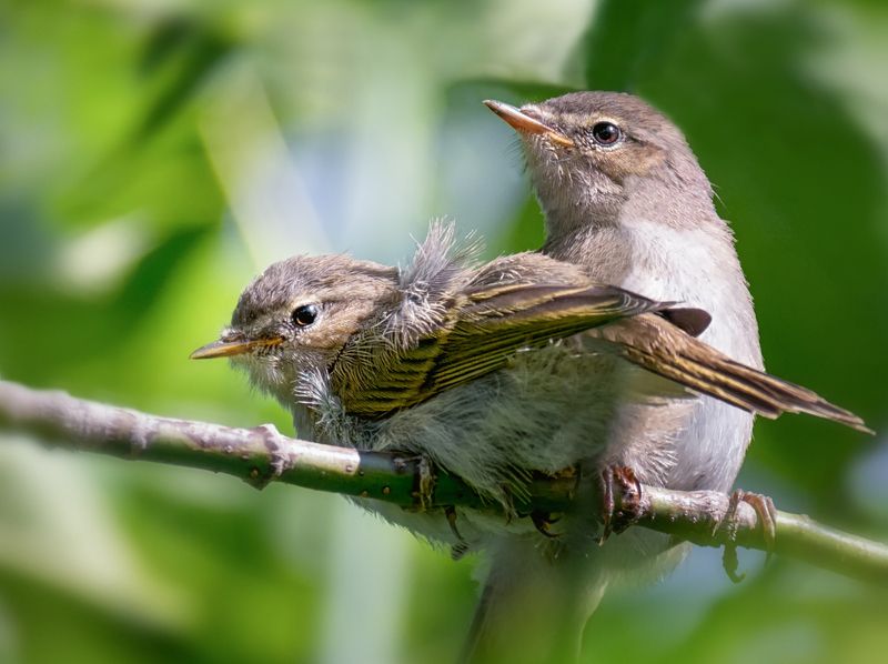 птица, пеночка, птенец, Птенцы пеночки.photo preview