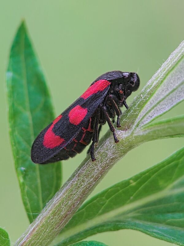 цикада ***photo preview