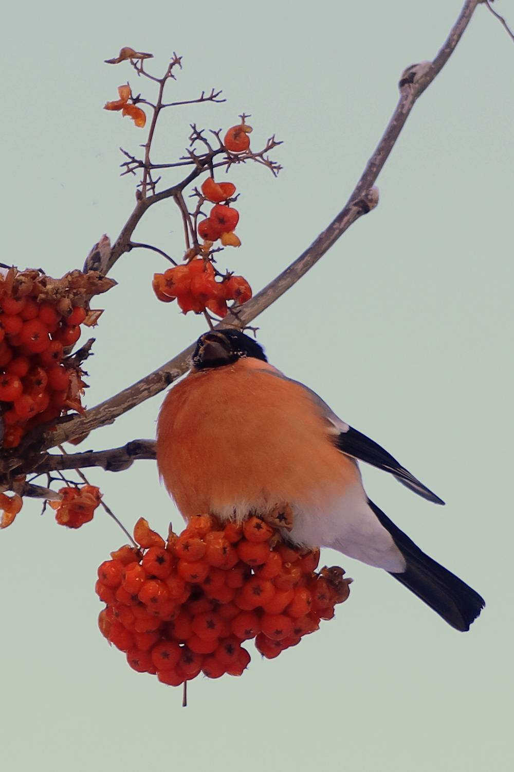 Красный цвет зимой. Автор: Козлова Галина птицы,снегирь,рябина,гроздь, Козлова Галина