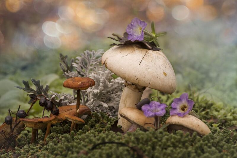 грибы, осень, петунья, листья, шампиньон Синьор Шампиньон и другие обитатели леса фото превью