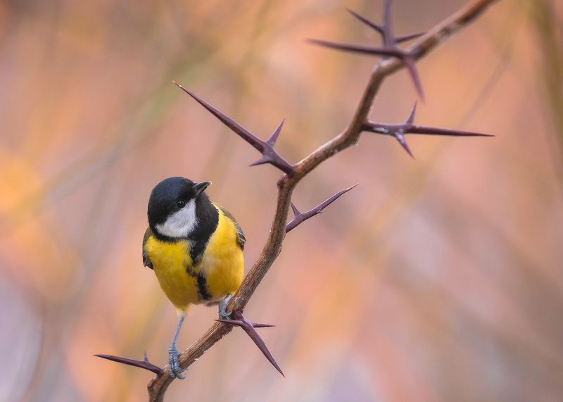 Titmouse фото превью