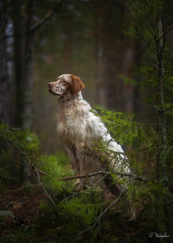 английский сеттер, портрет, лес Портрет английского сеттера в осеннем лесу.photo preview