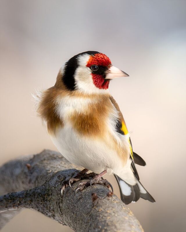 птицы, лес, фотоохота, природа, Москва, Измайлово, парк, щегол, goldfinch, birdwatching, birds Портрет щеглаphoto preview