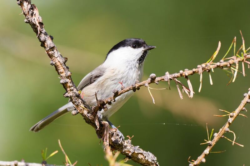 Черноголовая гаичкаphoto preview