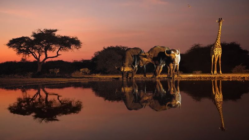 Рассвет на водопоеphoto preview