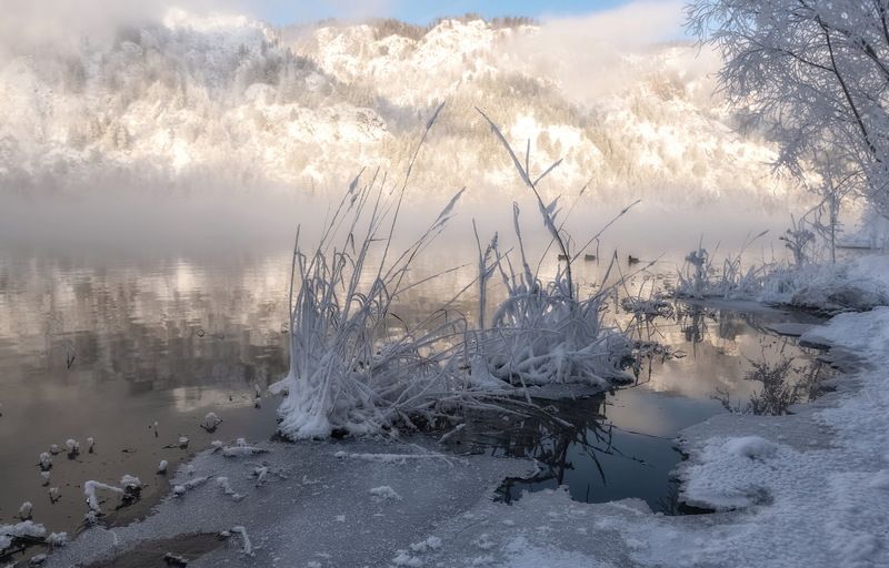 зима, мороз, сибирь, полынья, веточка, иней Полыньяphoto preview