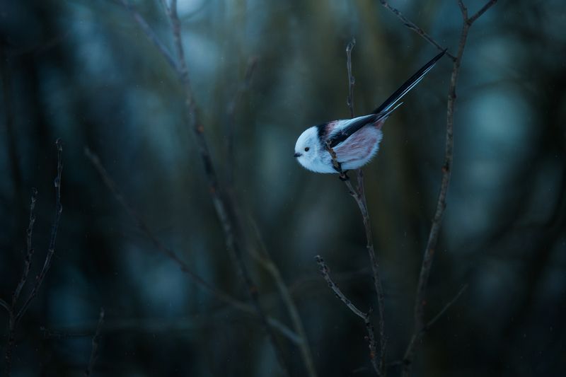 Красоткаphoto preview