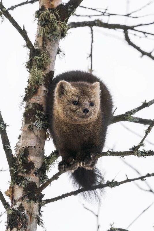 Я ворона ...photo preview