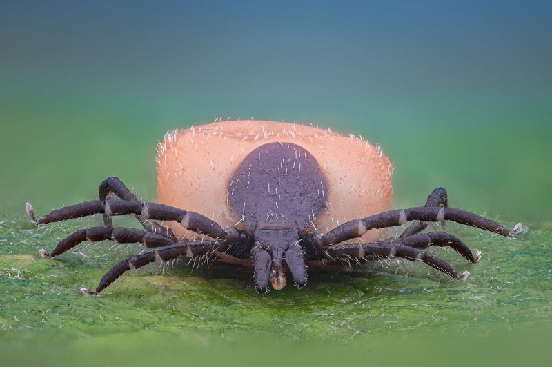 ceclii, macro photo preview