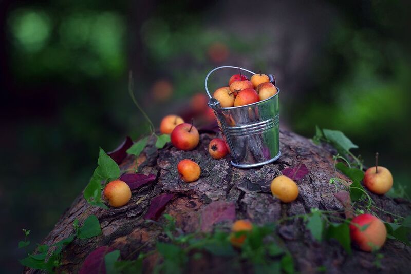 яблоки ведро урожай лето Урожайноеphoto preview