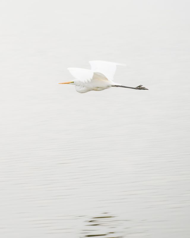 In the fogphoto preview