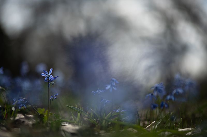 пролеска, первоцвет, март, весна, свет, цвет, россия, воронеж, геннадий мещеряков, nikon d 850, carl zeiss makro-planar t* 100mm f/2 zf.2 Утро с пролесками... пасмурное...photo preview