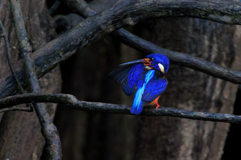 птицы, фотоохота, зимородок, борнео Синеухий зимородокphoto preview