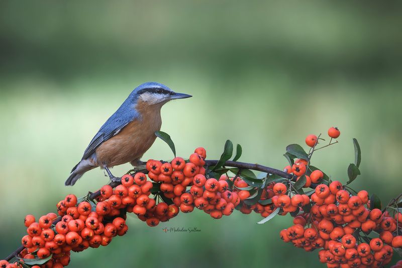 фотоохота, птица, поползень, зима, птицы Такая зима.photo preview