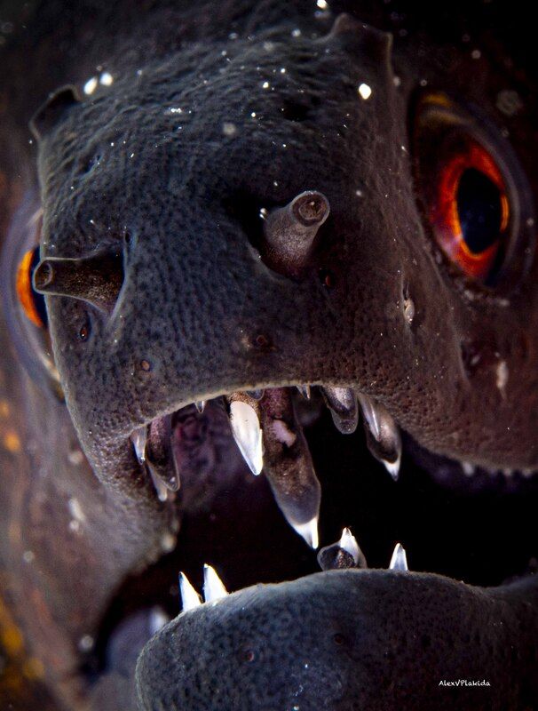 Dentist’s Dreamphoto preview