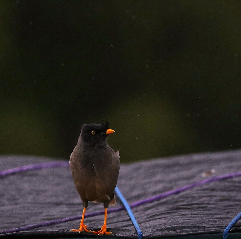 Waitingphoto preview