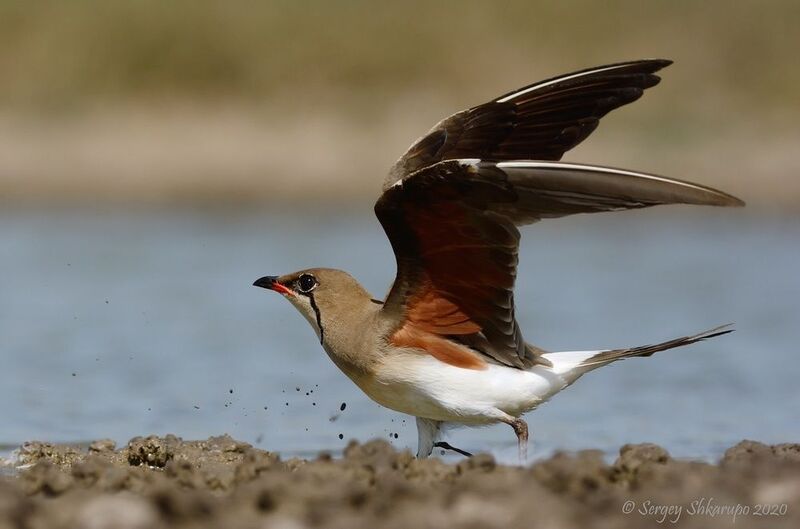 Тиркушка на взлете фото превью