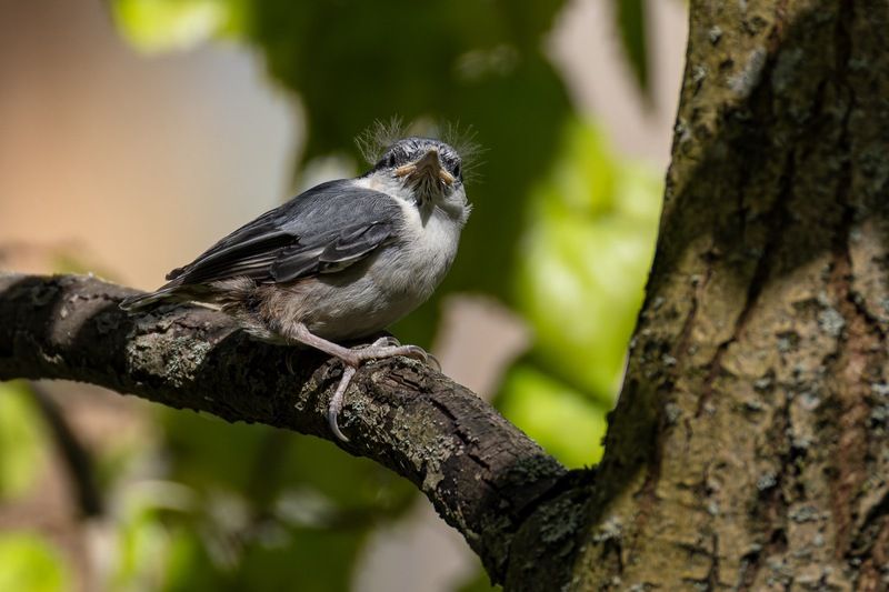 поползень, слеток, птенец, птицы Поползенокphoto preview