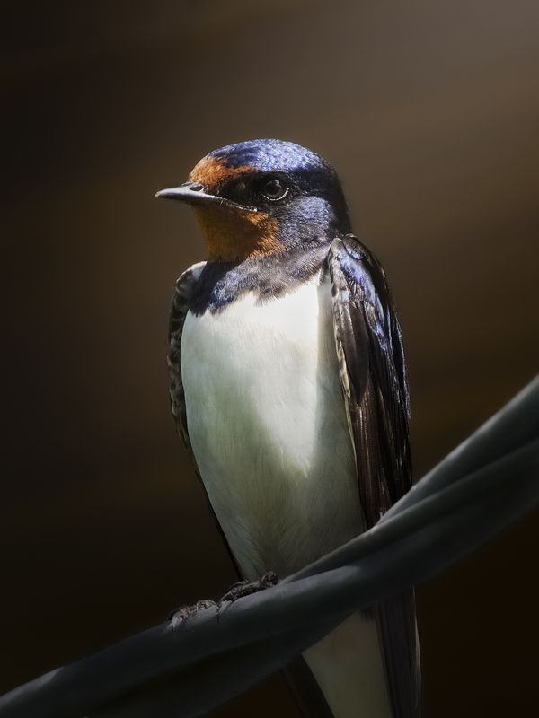 деревенская ласточка, Hirundo rustica, barn swallow, птица, дикая природа, полевые птицы, wildlife photography, birdwatching, птицы России, close-up bird Ласточка-касаткаphoto preview