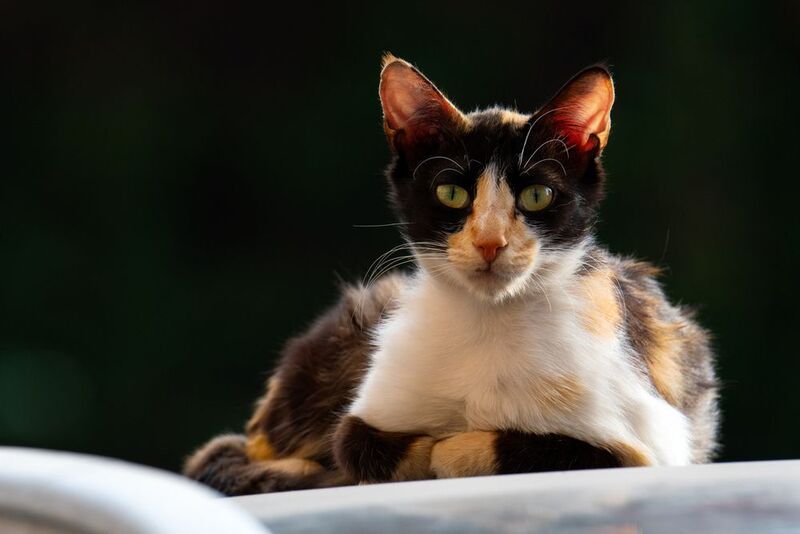 *** фото превью