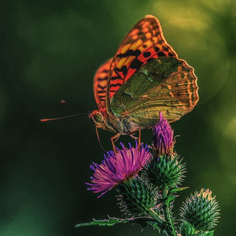 макро, бабочки, перламутровка photo preview
