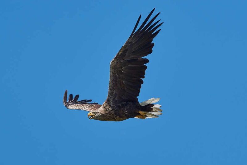 Орлан-белохвост, Haliaeetus albicilla,  Орлан-белохвост фото превью