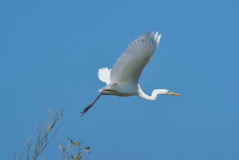 Большая белая цапля, цапля,  Большая белая цапля фото превью
