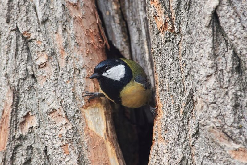 большая синица, птицы,  Большая синица фото превью