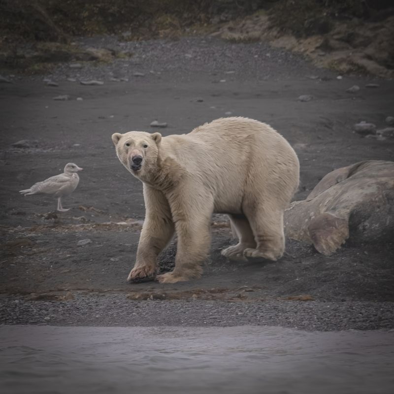Хоть и белый, но косолапый...)photo preview