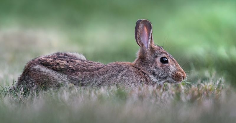 rabbit, bunny, animal, wild, nature Cradledphoto preview
