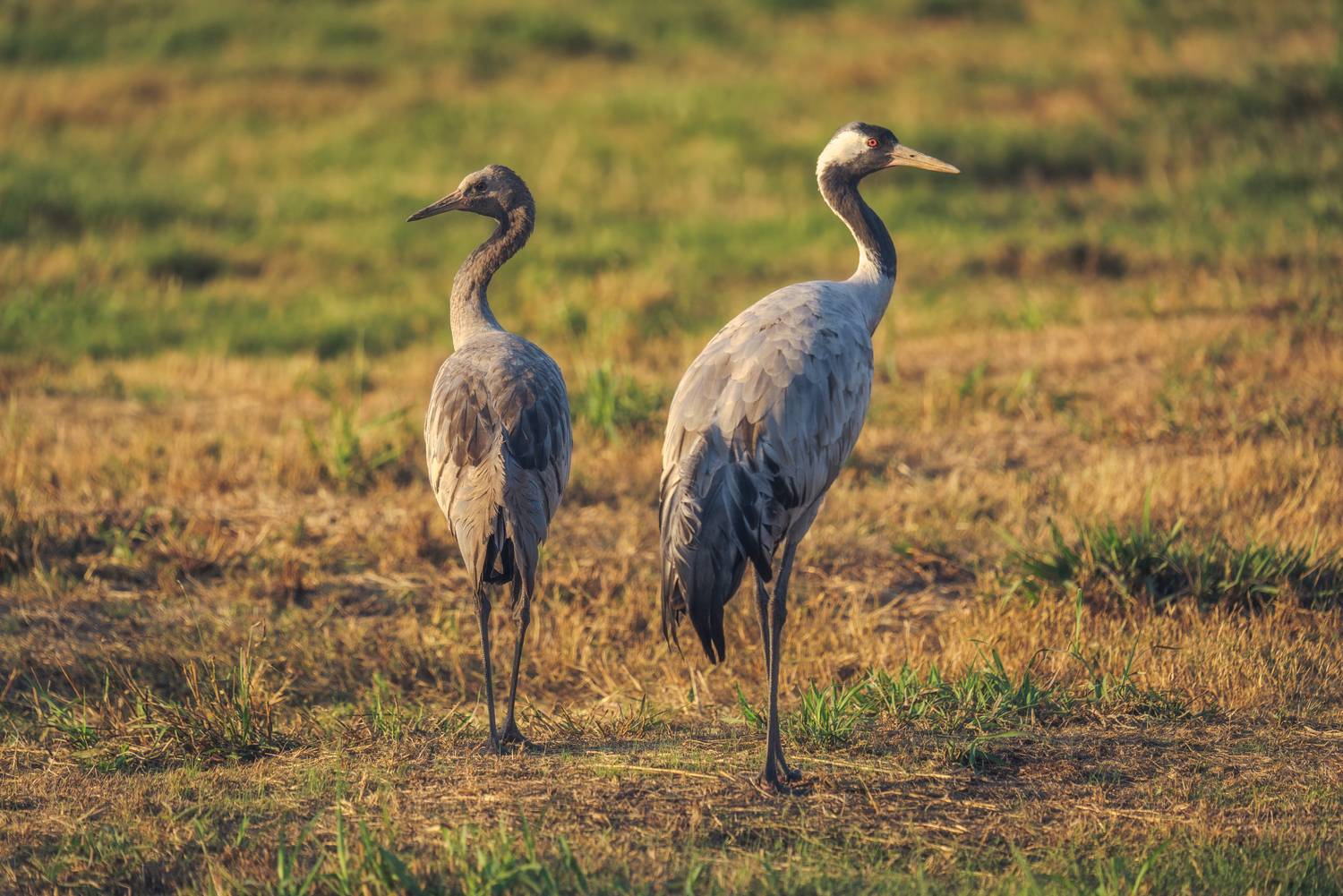 , Евгений Шварцман