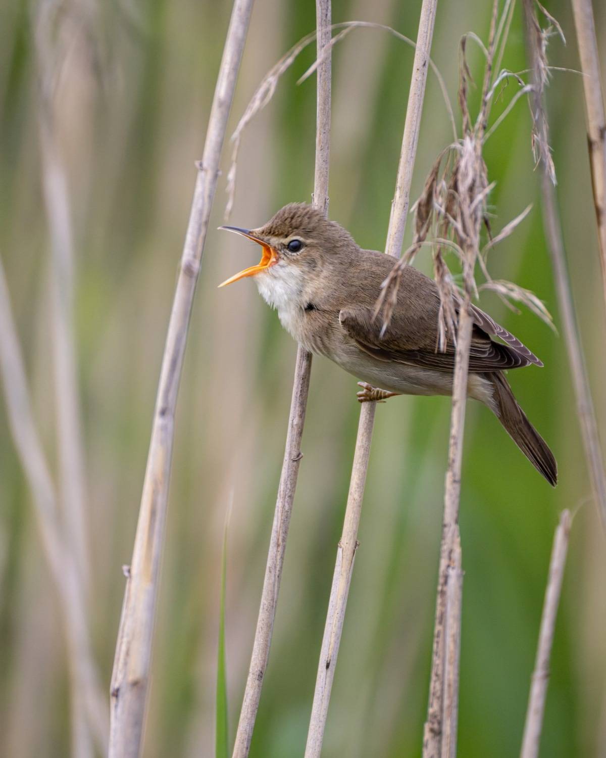болотная камышовка, камышовка, птицы, Ruslan Pl