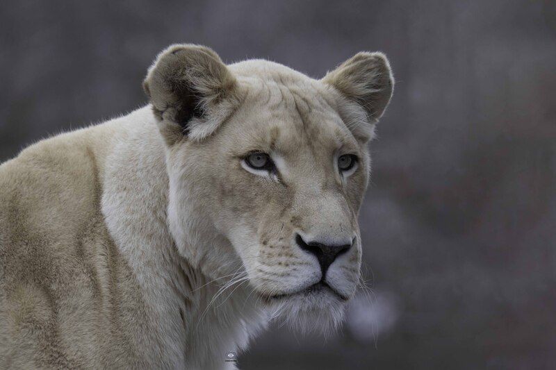 White lionessphoto preview