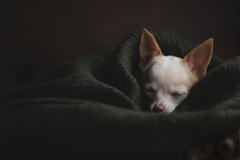 Осенние сныphoto preview