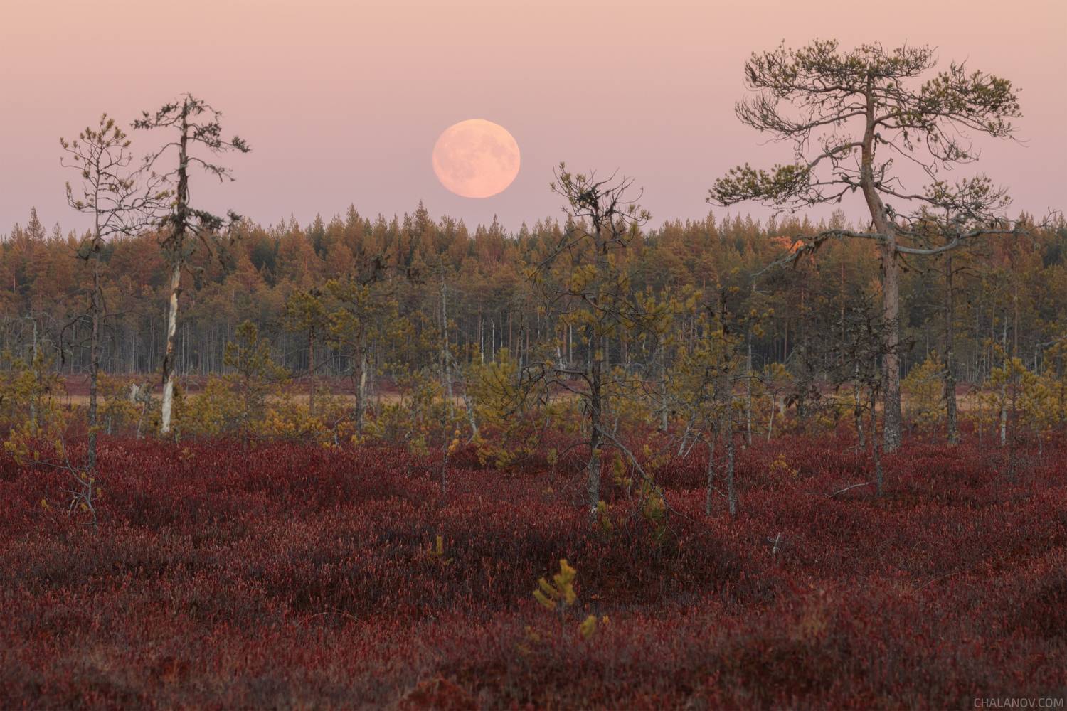 Восход Луны над болотом Чудьнюр. Автор: Иван Чаланов пейзаж, луна, болото, сосны, осень, Иван Чаланов