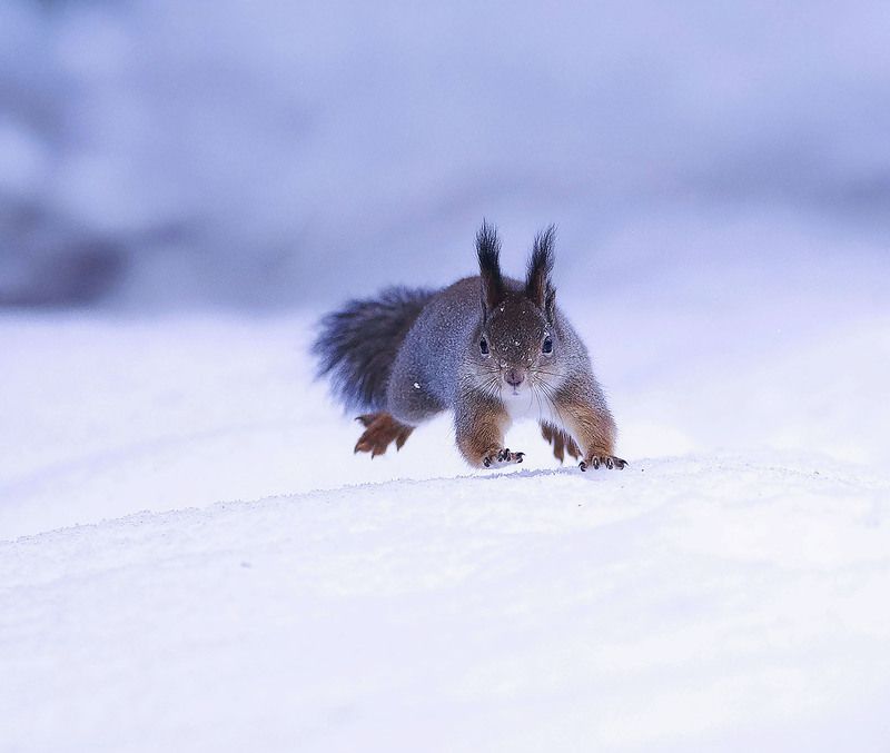 белка,зима,лес,природа, squirrel, movement, beautiful, forest, nature Зимний спринтphoto preview