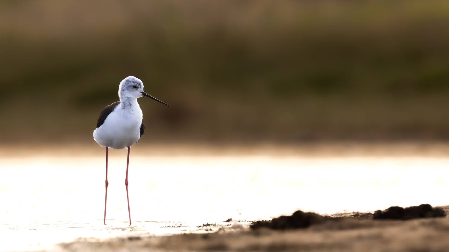 , Веревченко Михаил