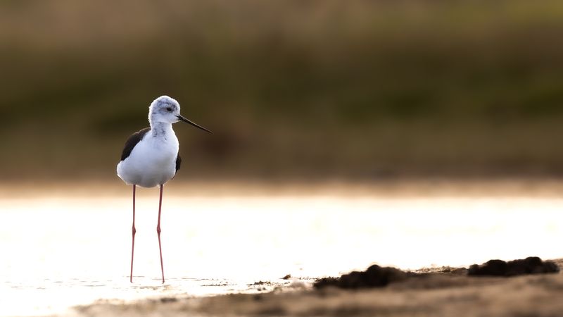 Предзакатный Ходулочник. photo preview
