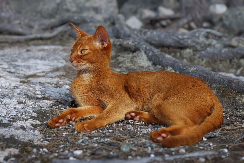 На пригретых солнцем скалах фото превью