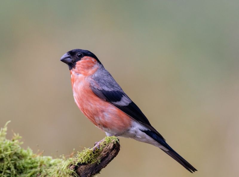 снегирь, птицы, портрет, birds, фотоохота, Летний снегирьphoto preview