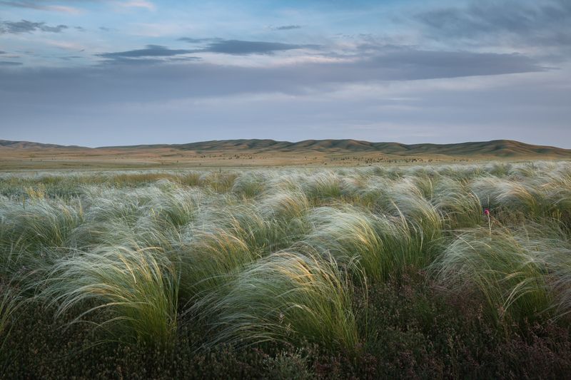 оренбуржье, долгие горы, урал, степь, степной пейзаж, оренбургская область, карамурунтау, ковыль Ковыль в степиphoto preview