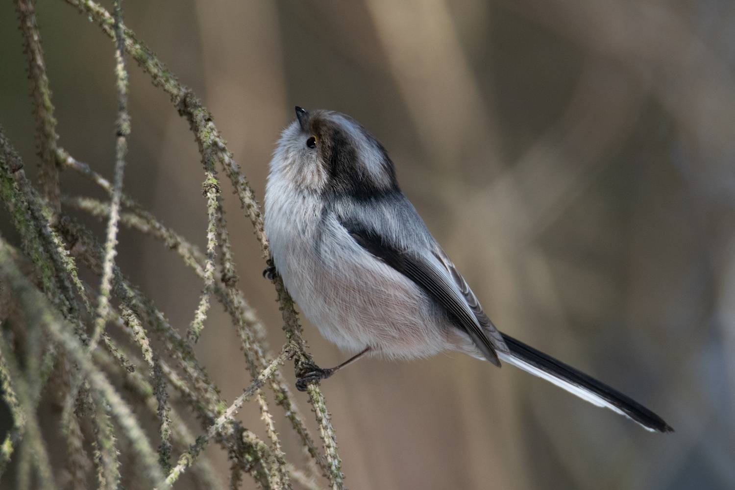 ополовник,aegithalos caudatus,владикавказ,северная осетия, Denis Vetrenko