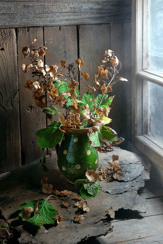 Száraz hortenziaphoto preview