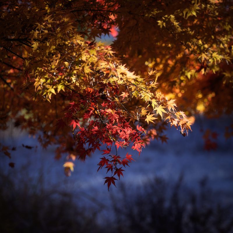 Heart of Momijiphoto preview